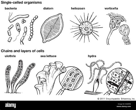 Single Cell Organisms Chains And Layers Of Cells Stock Photo Alamy