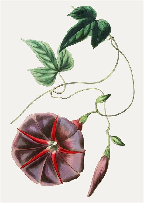 Jalapa Flower Download Free Vectors Clipart Graphics And Vector Art