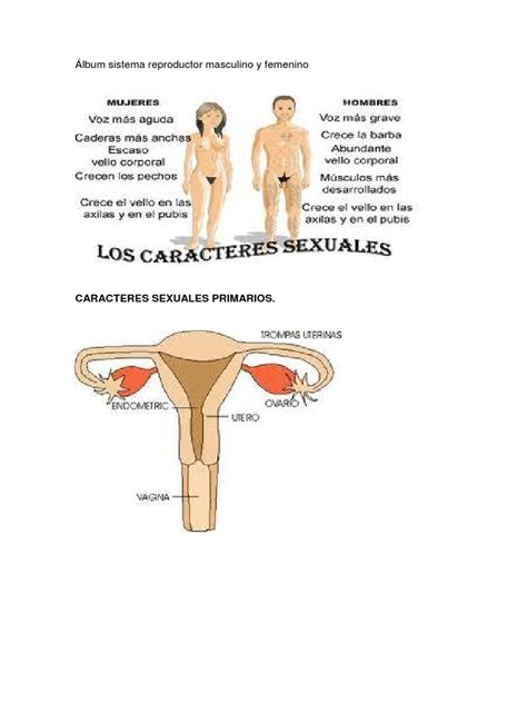 Álbum Sistema Reproductor Masculino Y Femenino Caracteres Sexuales