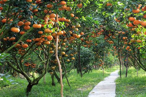 Top 3 Most Famous And Largest Fruit Orchards In Mekong Delta