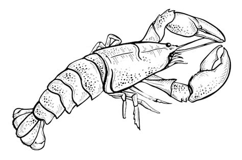 Vector Sketch Illustration Of Lobster On White Premium Vector