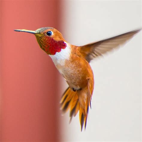 Hummingbird Whisperer Captures Close Up Photos Of Birds Visiting Her