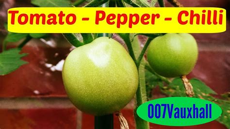 Weekly Tomato Pepper And Chilli Update Youtube