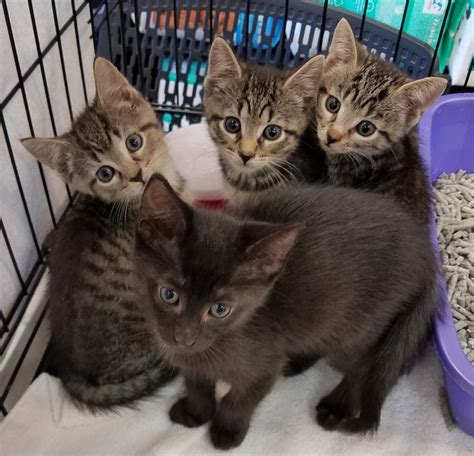 4 Adorable Kittens Ready For Adoption Summit Nj Patch
