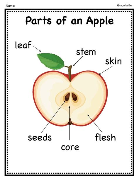 Parts Of An Apple Worksheet Worksheets For Home Learning