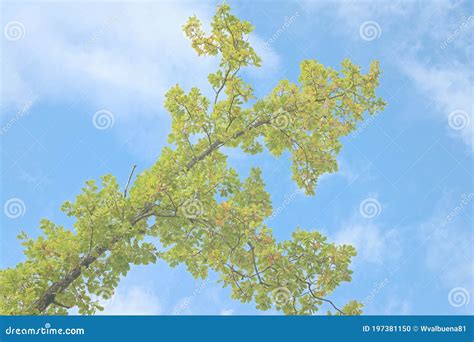 Oak Tree Branches And Green Leaves In Blue Sky Background Stock Photo