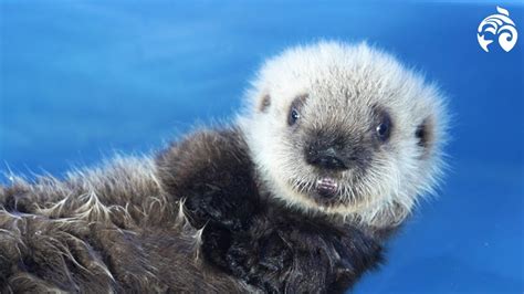 Cutest Sea Otter Pup Meet Hardy Vancouver Aquarium Youtube