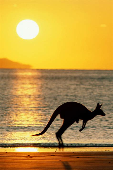 Kangaroo Ode To The World Ode To The World In 2020 Animals