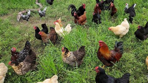 Do not sell my information. Selling Chicken Eggs in Texas at the Farm | McGreen Acres