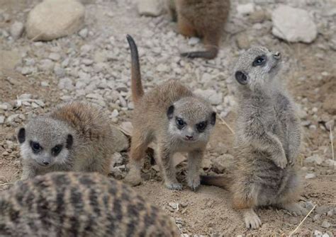 Chance To Name Cute Baby Meerkats Born At New College Stamford