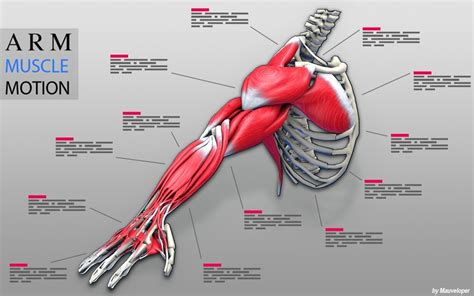 App Shopper Arm Muscles Motion Medical