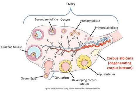 Corpus Luteum Growth Structure Function Fertility Family Australia