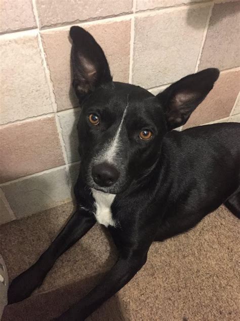 Border collies are heading or gathering herders, as opposed to heelers: Adopt Pickles on Petfinder | Border collie, Pets, Collie
