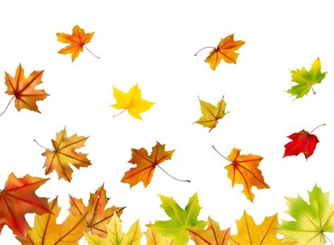 Large Set Of Autumn Maple Leaves Vector Autumn Background With Leaves