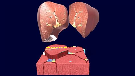 3d Diagram Of The Liver Liver 3d Human Model Illustration 111402405