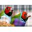 Fact Sheet Gouldian Finches – The Avicultural Society Of Australia