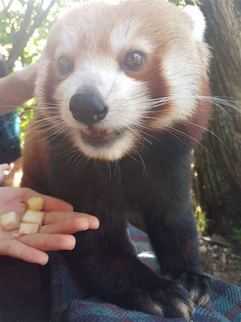 Please Follow Iloveredpandas Feeding The Red Panda During An Encounter