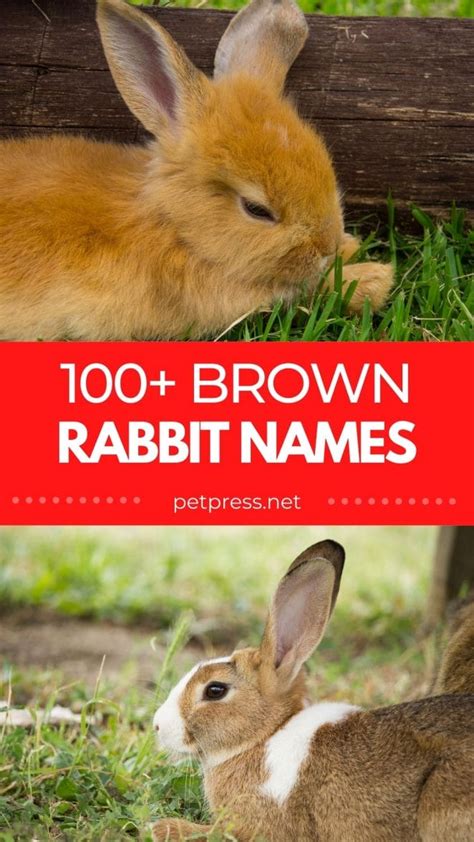 100 Best Brown Rabbit Names Cute And Funny Pet Bunny Name Ideas