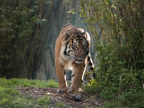 Extinction Save The Tigers