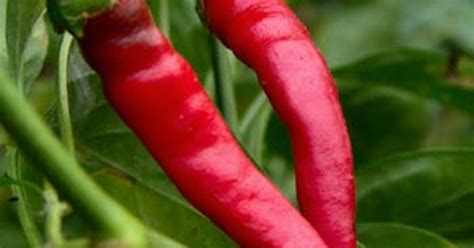 Cayenne Pepper Capsicum Annuum Top Quality Herbs And Tinctures