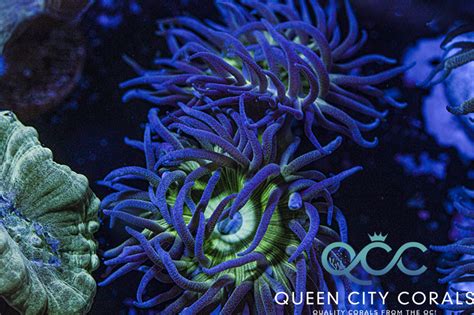 Neon Green Duncan Wysiwyg Queen City Corals