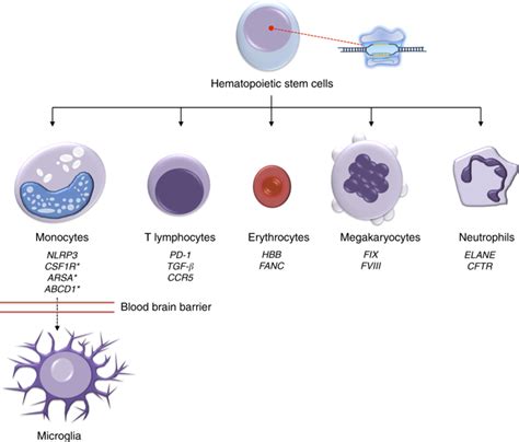 Hematopoietic Stem Cell Transplantation Allogeneic Haematopoietic