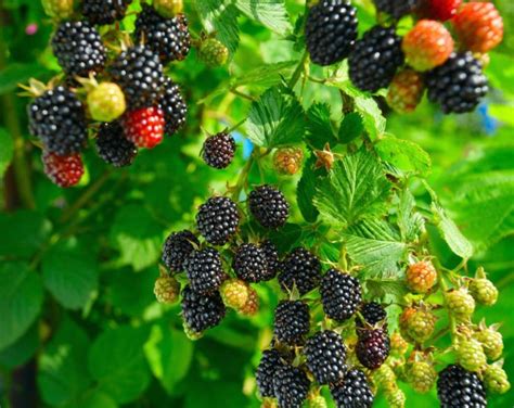 Zone 8 Berry Care Can You Grow Berries In Zone 8 In 2020 Growing Blackberries Berry Plants