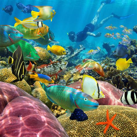Man Underwater Coral Reef And Tropical Fish Stock Image