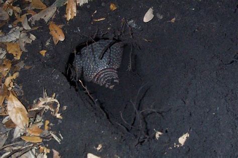How To Find An Armadillo Burrow In Your Backyard