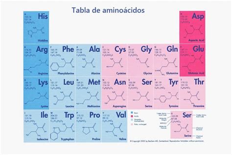 Tabla De Los 20 Aminoácidos Tipos Funciones Y Características