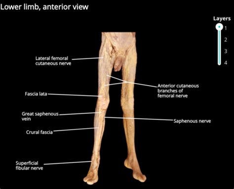 Lower Limb Flashcards Quizlet