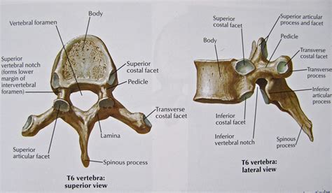 Notes On Anatomy And Physiology The Vertebrae
