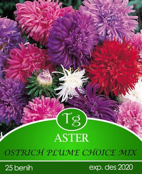 Jual Tien Garden Biji Benih Bunga Aster Ostrich Plume Choice Mix Di