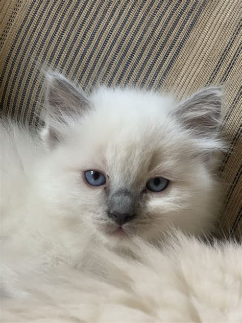 Ragdoll Cats For Sale Lancaster Pa 425819 Petzlover