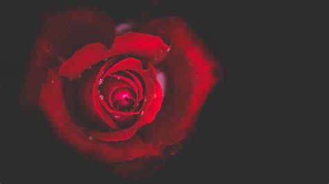 Red Rose Close Up Dew Black Background Wallpaper 3840x2160 Uhd 4k