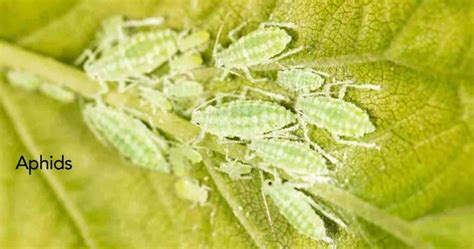 bad garden pests identifying and controlling garden bugs