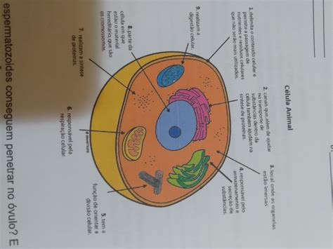 Estrutura Celular Animal Detalhes Científicos
