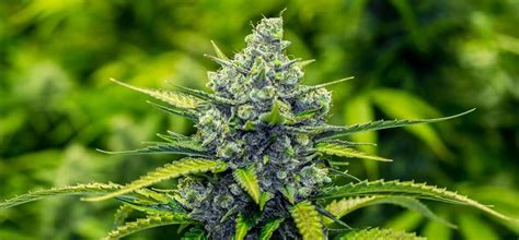 Those of us who're willing to collect and store seeds year after year have a slight advantage. Australian Seed Bank - Best Cannabis Seed Online | Weed ...