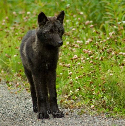 Even He Was Young Once Wolf Pup Black Wolf Wolf Dog