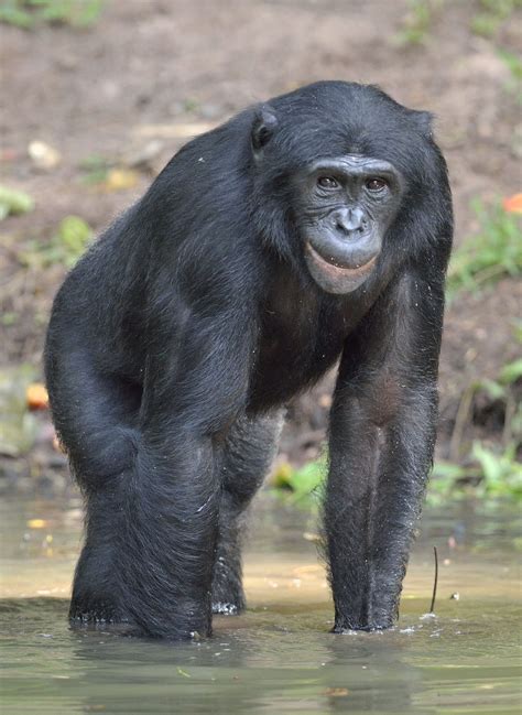 The climate in the tropical rainforest biome is perfect for millions of types of animals and plants to live there. Tropical Rainforest Animals - Animal Sake