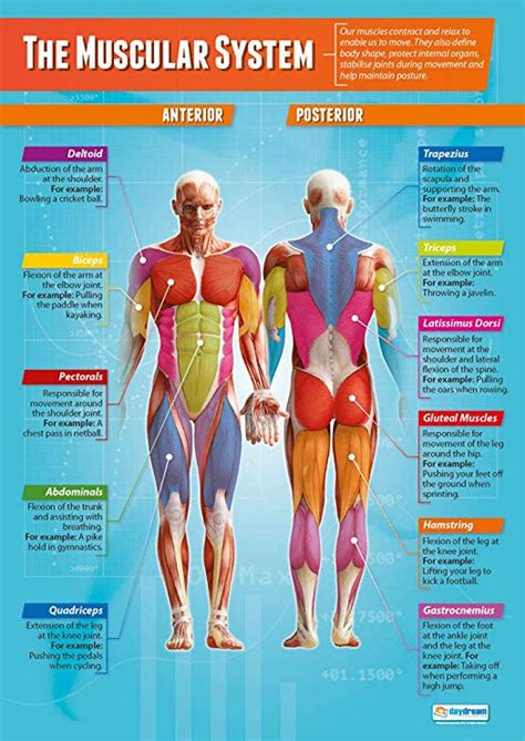 The Muscular System Pe Posters Laminated Gloss Paper