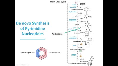Mbs Lehninger Chapter Biosynthesis Of Pyrimidines Youtube