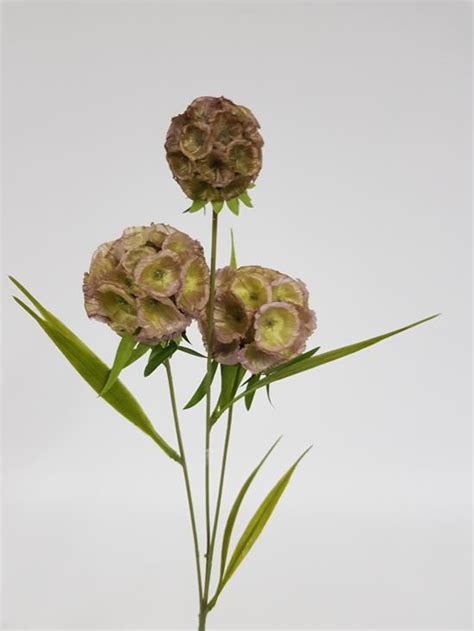 Artificial Scabiosa Pods 50cm Desflora