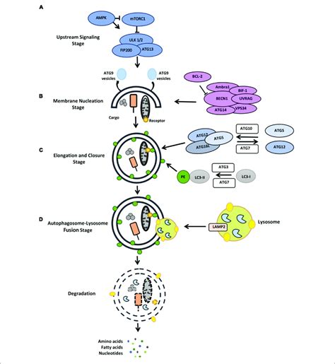 Stages Of The Autophagy Pathway For Detail See The Text A Download Scientific Diagram