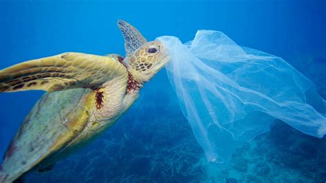 Petition · To Stop Littering In Our Ocean Or Around It Australia