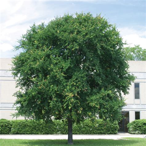 Trees For The Texas Panhandle