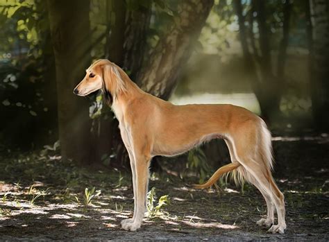 Saluki Dog Breed History And Some Interesting Facts
