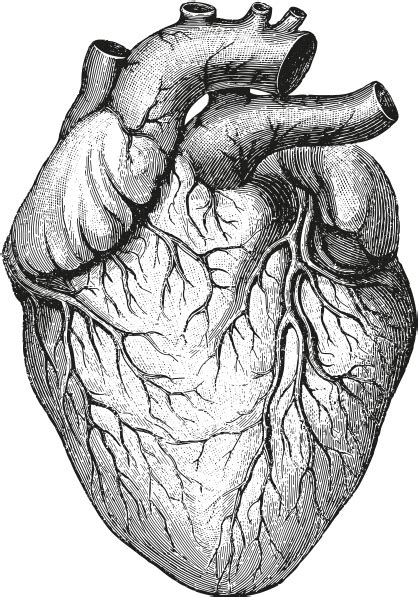 25 Human Heart Diagram Png Images Komukimagewell