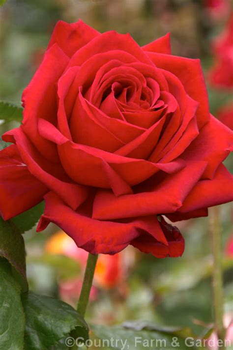 Rosa Loving Memory Photo Trees To Plant Hybrid Tea Roses Rose Buds