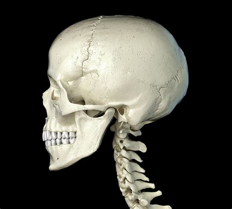 Skull Side View Skull Reference Human Skull Anatomy Skull Anatomy